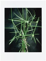 藏品(「植物誌(二)」系列：〈東方情境-短葉蜈蚣令〉)的圖片