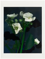 藏品(「植物誌(二)」系列：〈東方情境-墨色澤瀉〉)的圖片