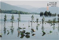 藏品(〈湖光山色秀 樹荷水中依〉)的圖片