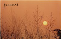 藏品(〈落日蘆花相映紅〉)的圖片