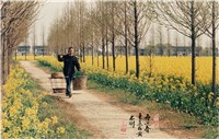 藏品(〈無邊春色菜花黃〉)的圖片