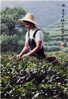 藏品(〈暖暖春陽下 纖手揉嫩茶〉)的圖片