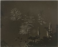 藏品(無題名)的圖片