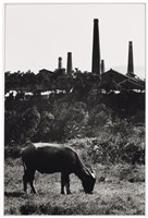 藏品(《歲月詩情》系列：〈悠遊自在〉)的圖片