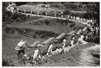 藏品(《歲月詩情》系列：〈龍臨鄉間〉)的圖片