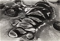 藏品(《臺灣東北角海域自然風貌》系列：〈岩之美-和平島〉)的圖片