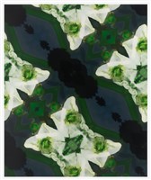 藏品(《植物誌 0.5》系列：〈墨色澤瀉2〉)的圖片