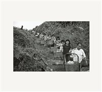 藏品(《南風》系列：〈西鄉記〉)的圖片