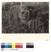 藏品(N/A)的圖片