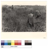 藏品(N/A)的圖片