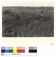 藏品(N/A)的圖片