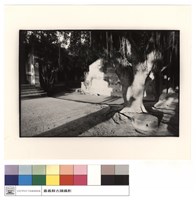 藏品(古榕)的圖片