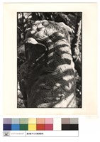 藏品(石獅特寫)的圖片