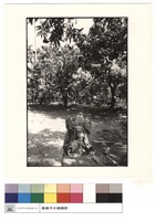 藏品(鳳凰(左))的圖片