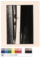 藏品(燕尾)的圖片