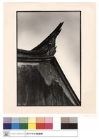 藏品(燕尾)的圖片