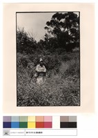 藏品(石刻)的圖片