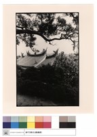 藏品(背觀)的圖片