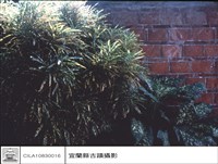 藏品(牆)的圖片