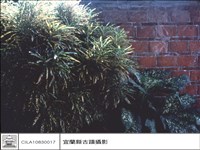 藏品(牆)的圖片