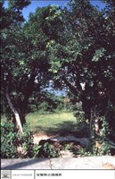 藏品(正視)的圖片