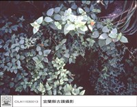 藏品(牆及草)的圖片