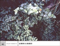 藏品(牆及草)的圖片