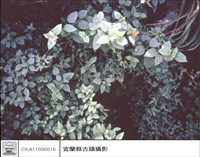 藏品(牆及草)的圖片