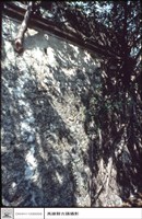 藏品(左側牆)的圖片