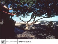 藏品(石獅)的圖片