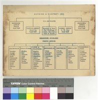 藏品(組織表)的圖片