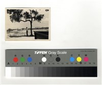 藏品(人、樹)的圖片