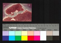 藏品(模型翻拍)的圖片