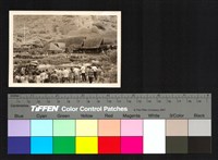 藏品(草屋、活動)的圖片