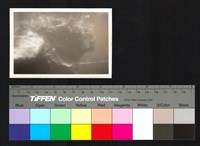 藏品(魚)的圖片