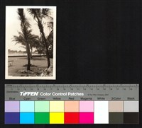 藏品(椰林、水邊)的圖片