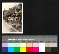 藏品(植栽)的圖片