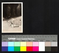 藏品(植栽)的圖片