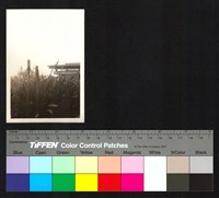 藏品(植栽)的圖片