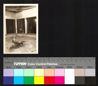 藏品(海豹)的圖片