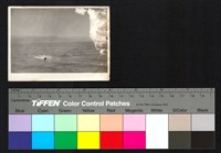 藏品(海)的圖片