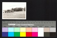 藏品(園藝景觀)的圖片