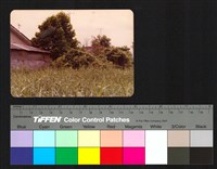 藏品(建築、植物)的圖片