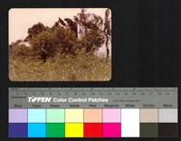 藏品(植物)的圖片