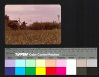 藏品(植物)的圖片