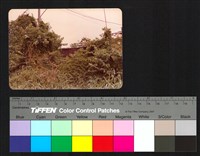 藏品(植物)的圖片