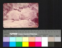 藏品(溪石)的圖片