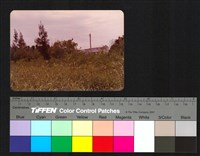 藏品(建築、植物)的圖片