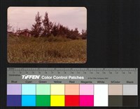 藏品(建築、植物)的圖片