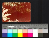 藏品(溪流)的圖片